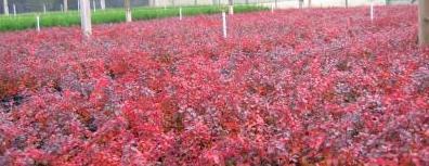 holly%2C_blue_rug%2C_nandina%2C_barberry_004.jpg