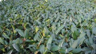 holly%2C_blue_rug%2C_nandina%2C_barberry_007.jpg