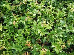 holly%2C_blue_rug%2C_nandina%2C_barberry_010.jpg