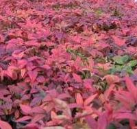 holly%2C_blue_rug%2C_nandina%2C_barberry_014.jpg