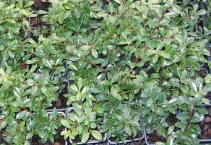 holly%2C_blue_rug%2C_nandina%2C_barberry_017.jpg