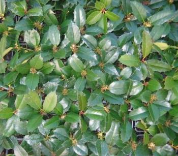 holly%2C_blue_rug%2C_nandina%2C_barberry_018.jpg